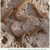 hipparchia pellucida daghestan larva5b
